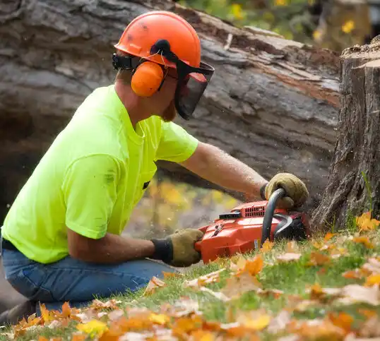 tree services Sanostee